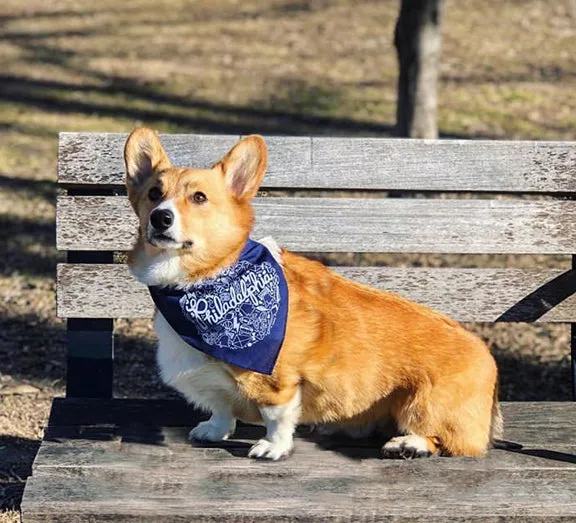 Bird gang Eagles dog bandanna, doggo duds by exit343design, Philadelphia dog bandanna, Philly tailgate bandanna