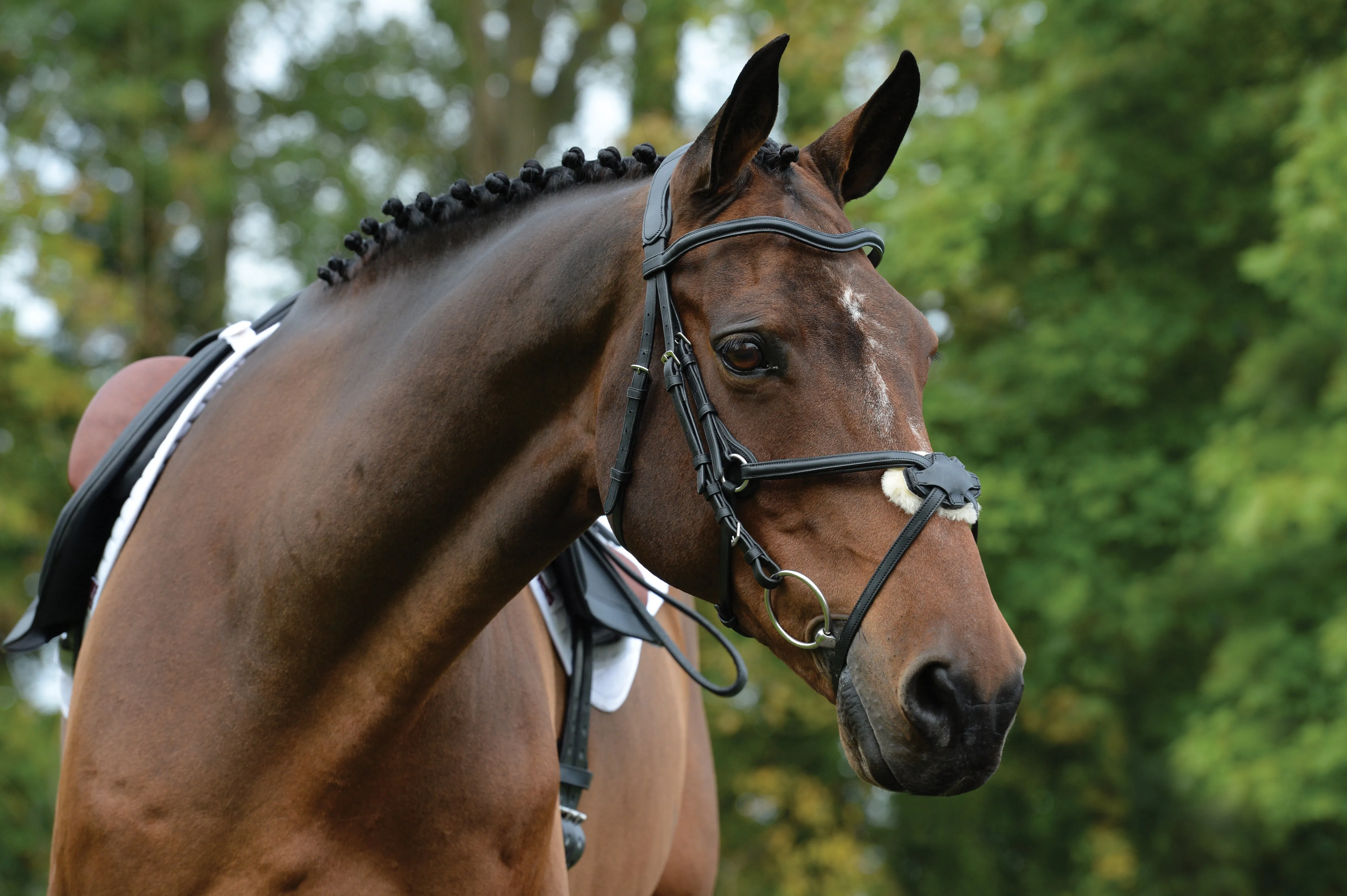 Collegiate Comfitec Grackle Bridle