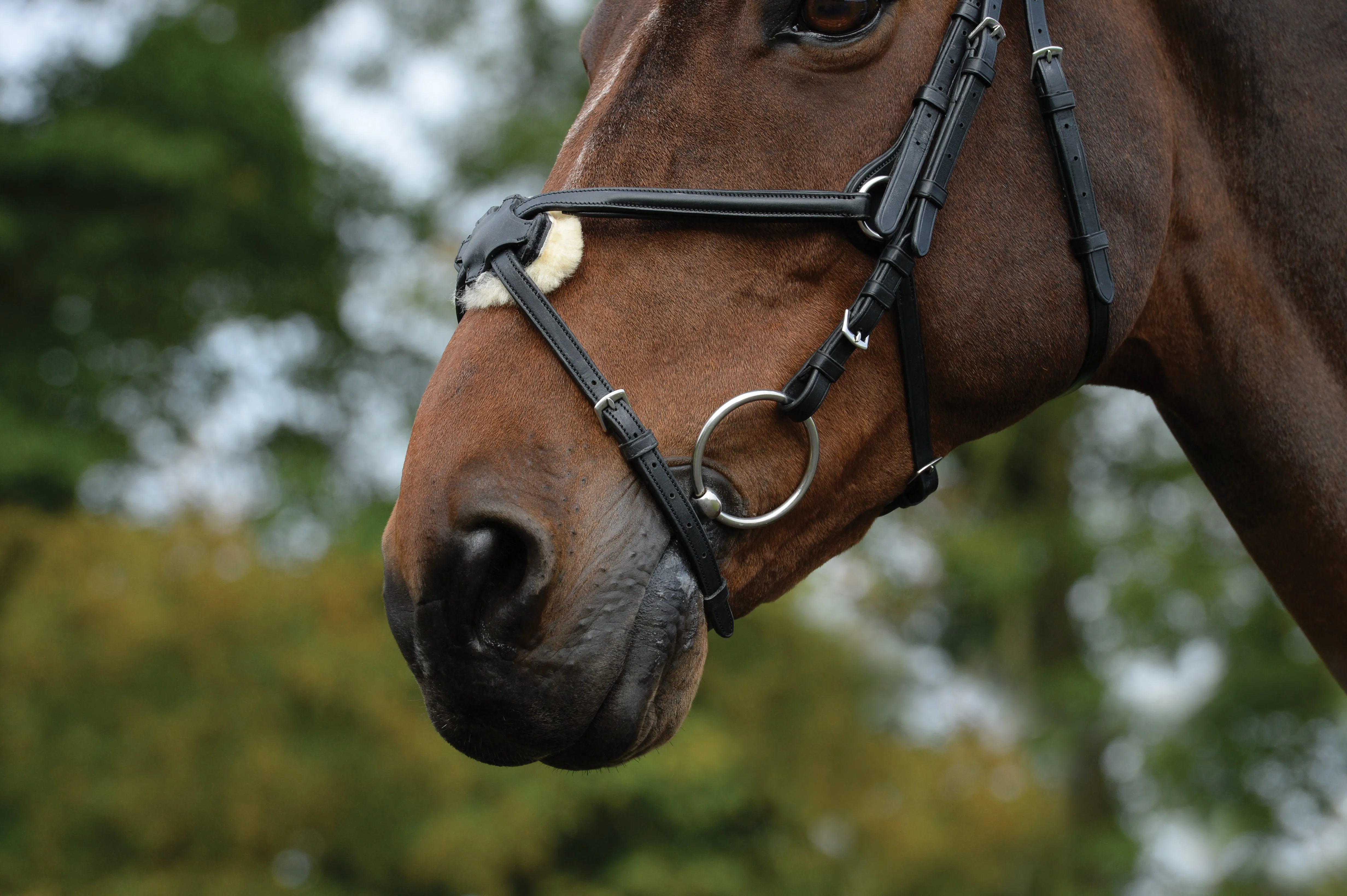 Collegiate Comfitec Grackle Bridle